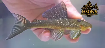 L128 Blue Phantom Pleco - (Hemiancistrus sp.)