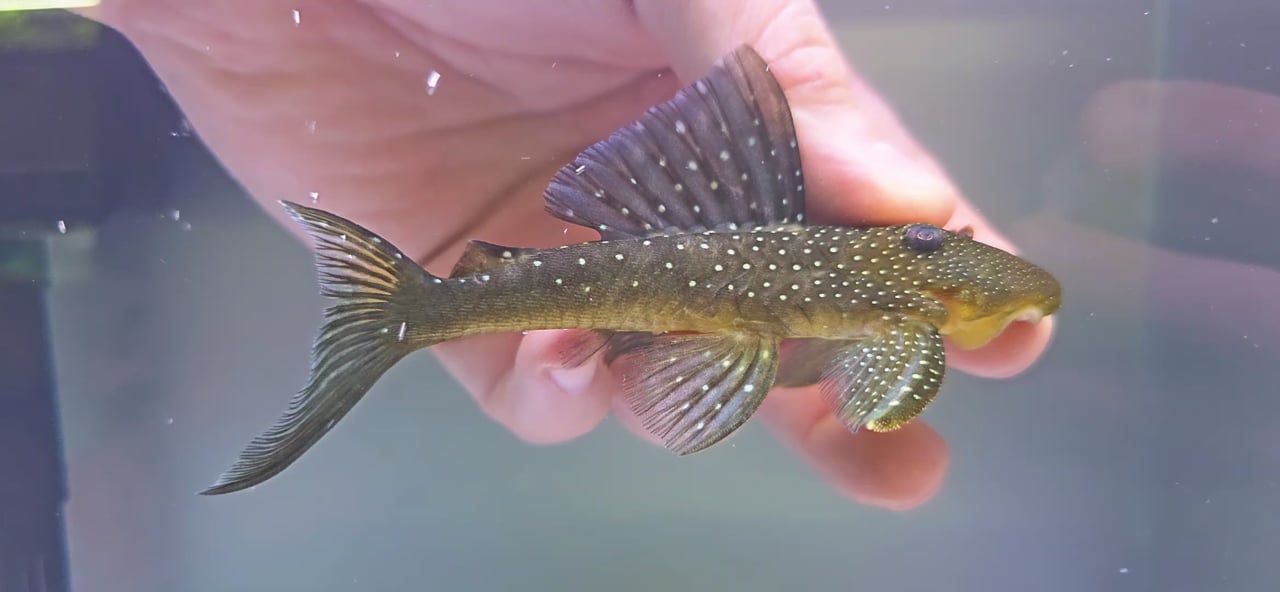 L128 Blue Phantom Pleco - (Hemiancistrus sp.)