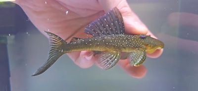 L128 Blue Phantom Pleco - (Hemiancistrus sp.)