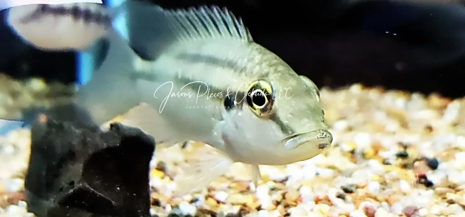 Benitochromis conjunctus