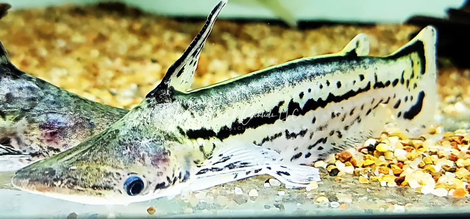 Unicorn Catfish - (Ageneiosus magoi)
