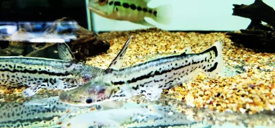 Unicorn Catfish - (Ageneiosus magoi)