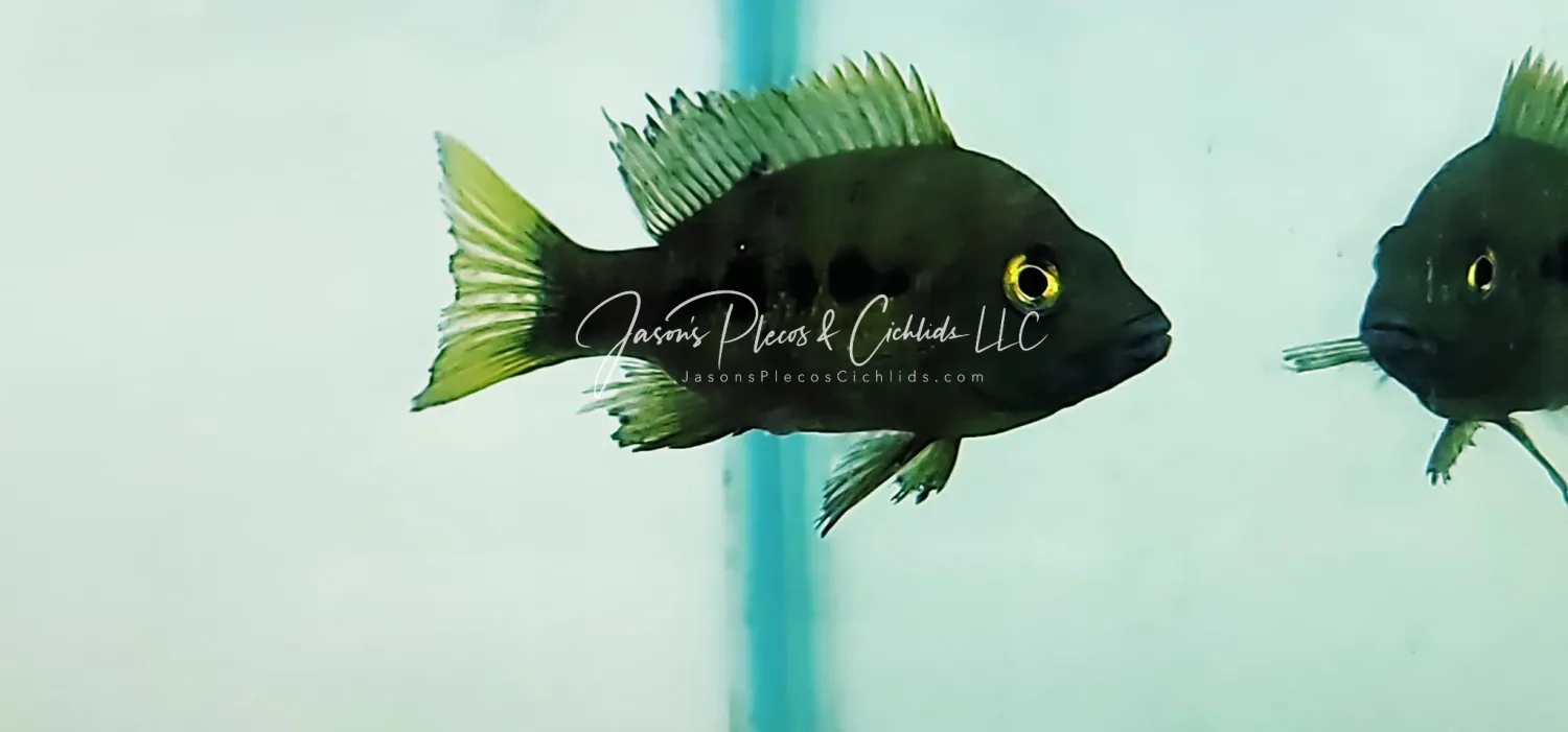 East Coast Gold Madagascar Cichlid - (Ptychochromis Grandidieri)