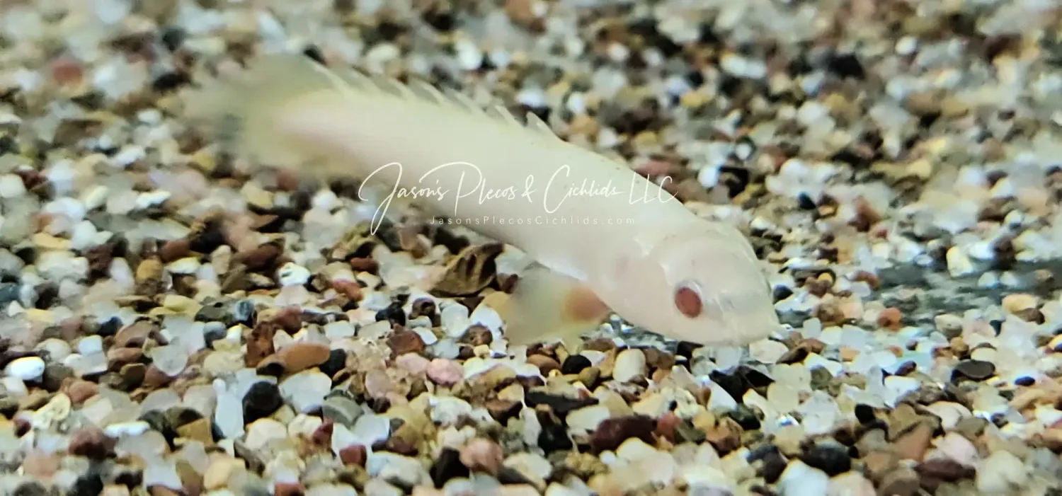 Senegal Bichir - (Polypterus senegalus) Albino