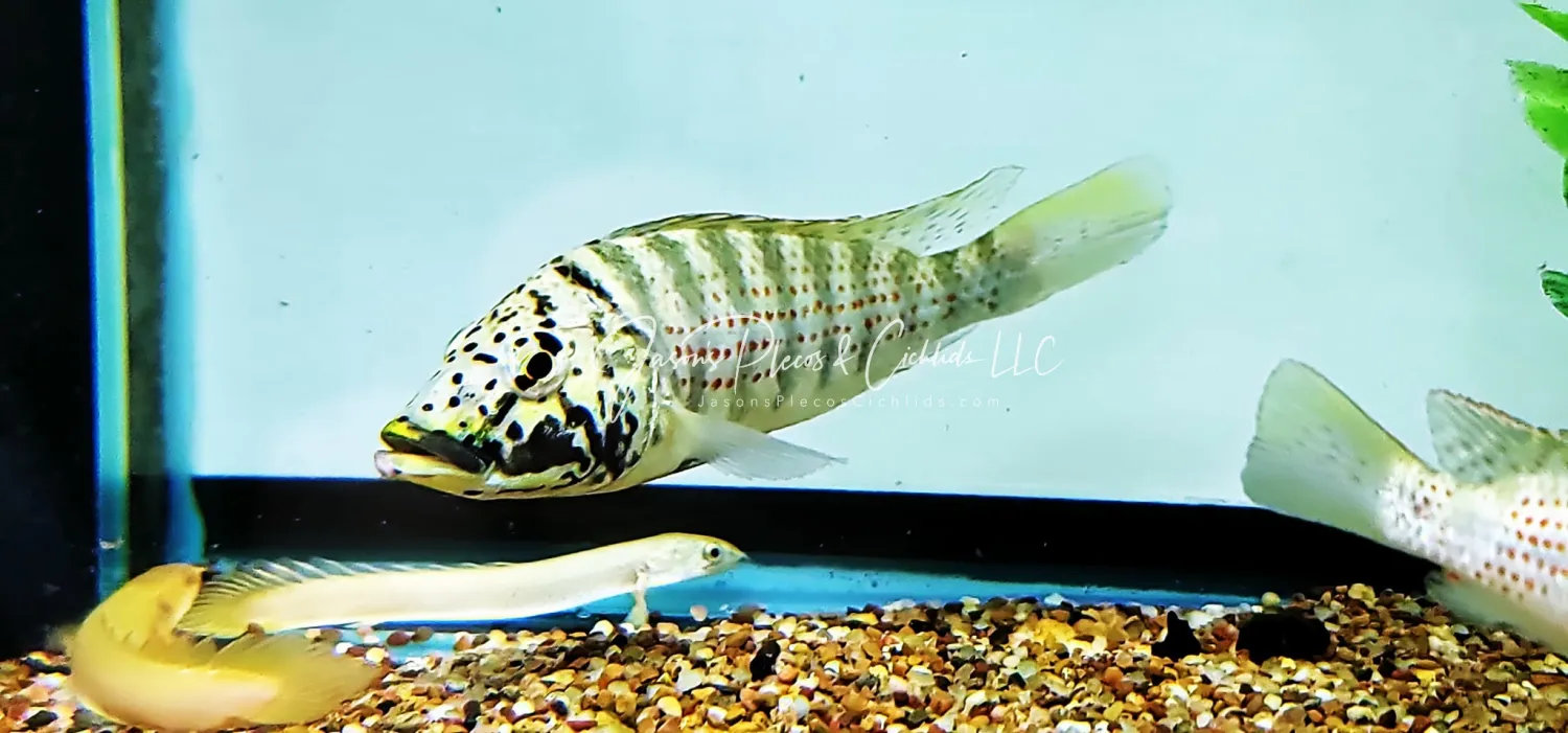Ctenochromis horei