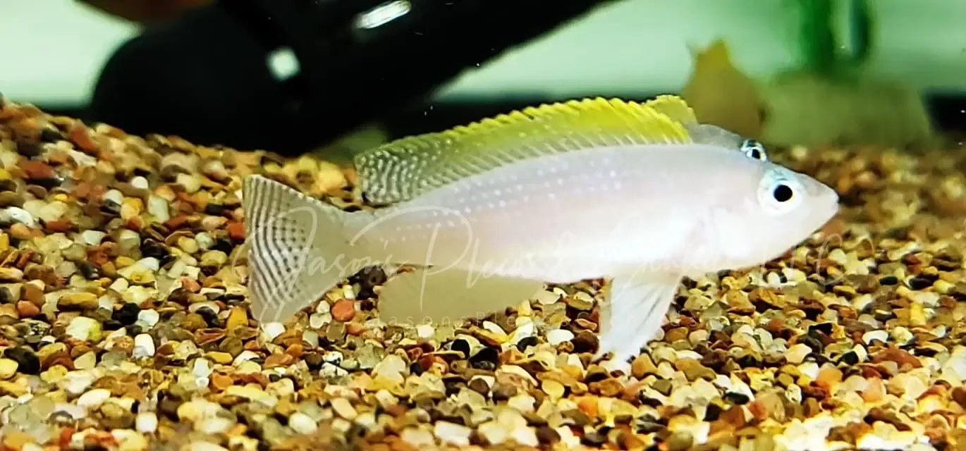Caudopunctatus Cichlid - (Neolamprologus caudopunctatus)