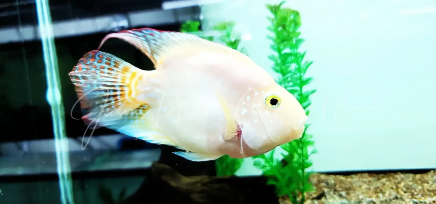 Crystal Parrot Cichlid