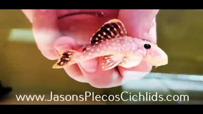 Xanthic L018 Gold Nugget Pleco - (Baryancistrus xanthellus)