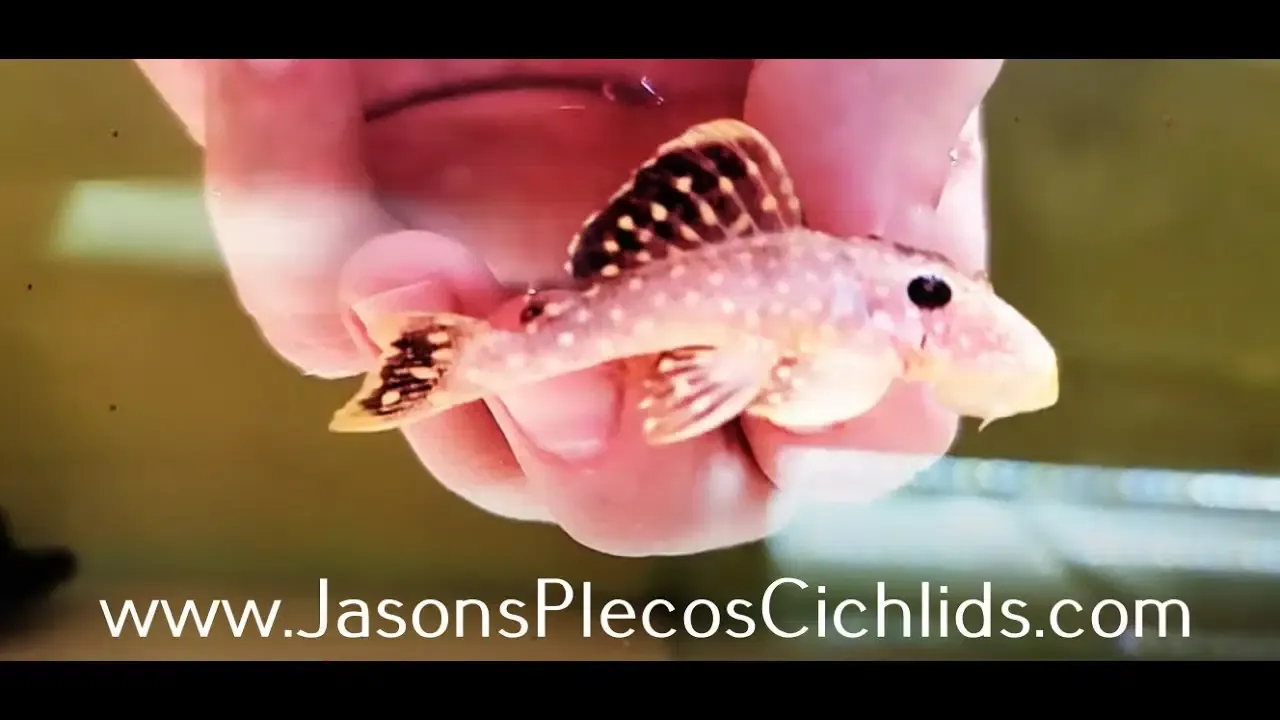 Xanthic L018 Gold Nugget Pleco - (Baryancistrus xanthellus)
