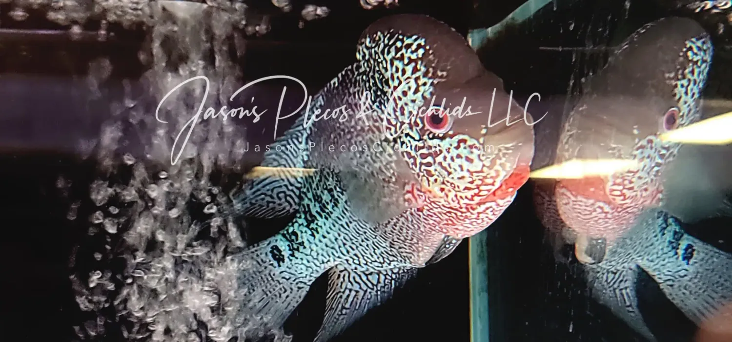 Super Red Dragon Flowerhorn