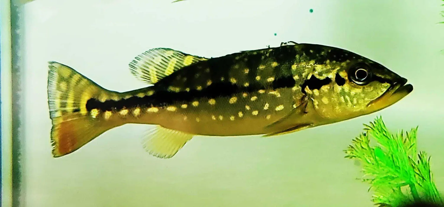 Azul Peacock Bass - (Cichla piquiti)