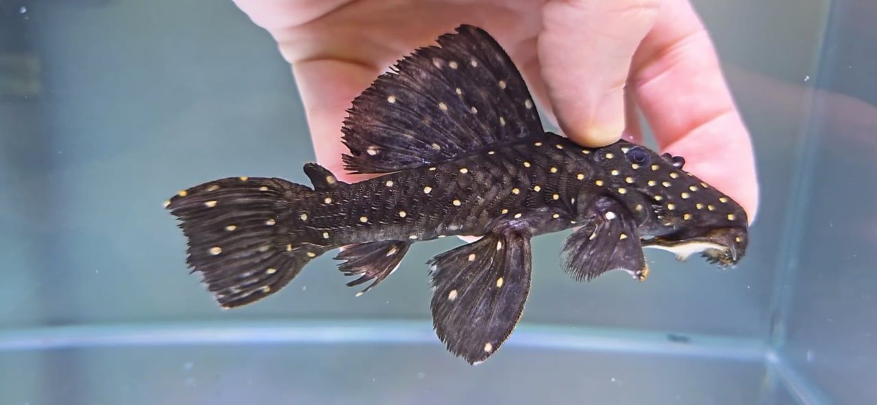 L240 Black Saum Vampire Pleco - (Leporacanthicus cf. galaxias)