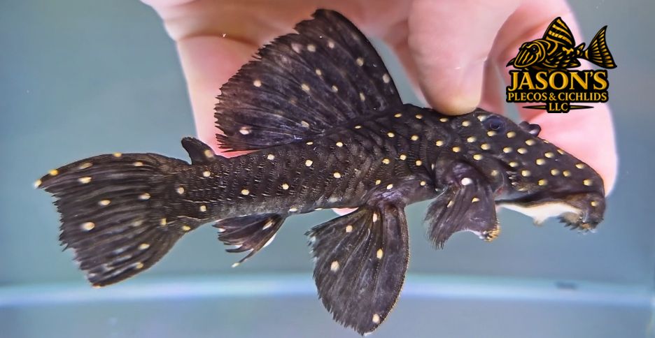 L240 Black Saum Vampire Pleco - (Leporacanthicus cf. galaxias)