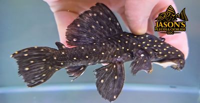 L240 Black Saum Vampire Pleco - (Leporacanthicus cf. galaxias)