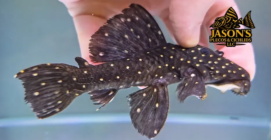 L240 Black Saum Vampire Pleco - (Leporacanthicus cf. galaxias)