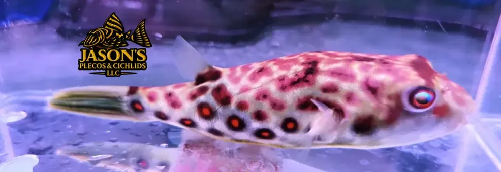 Cross River Puffer - (Tetraodon pustulatus)
