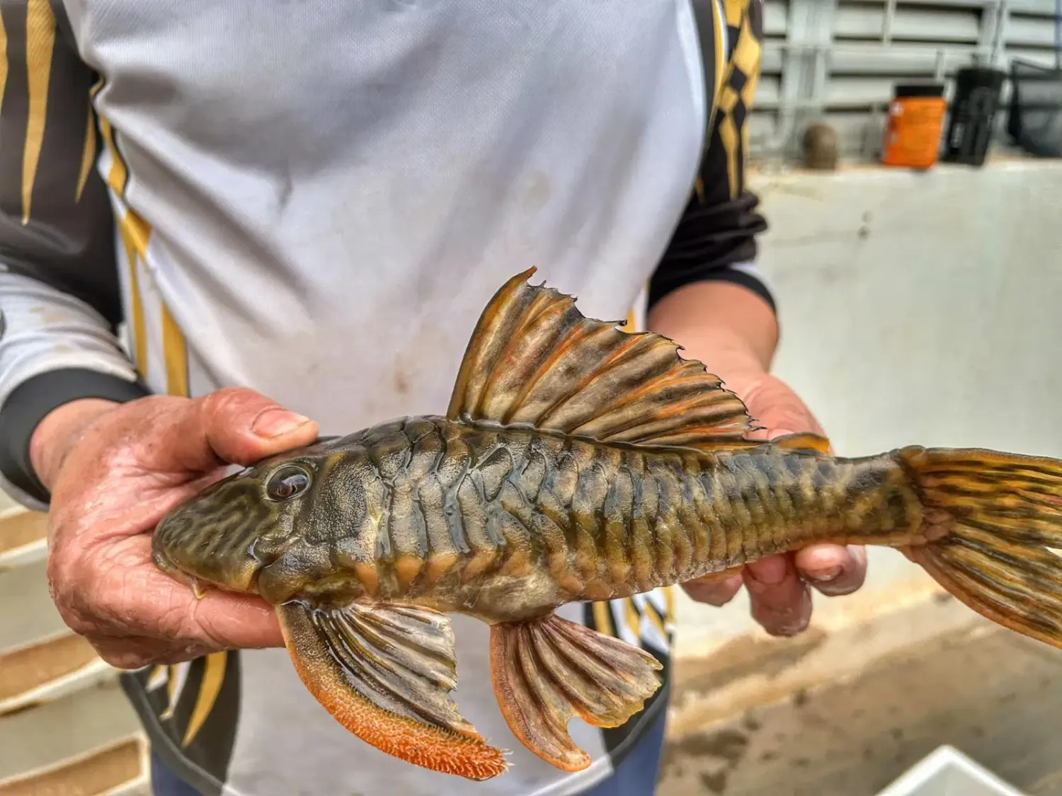 Hypostomus caudofasciatus