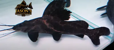 Sailfin Marbled Catfish - (Leiarius pictus)