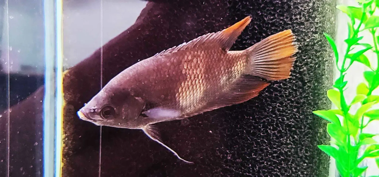 Red Tail Giant Gourami - (Osphronemus laticlavius)