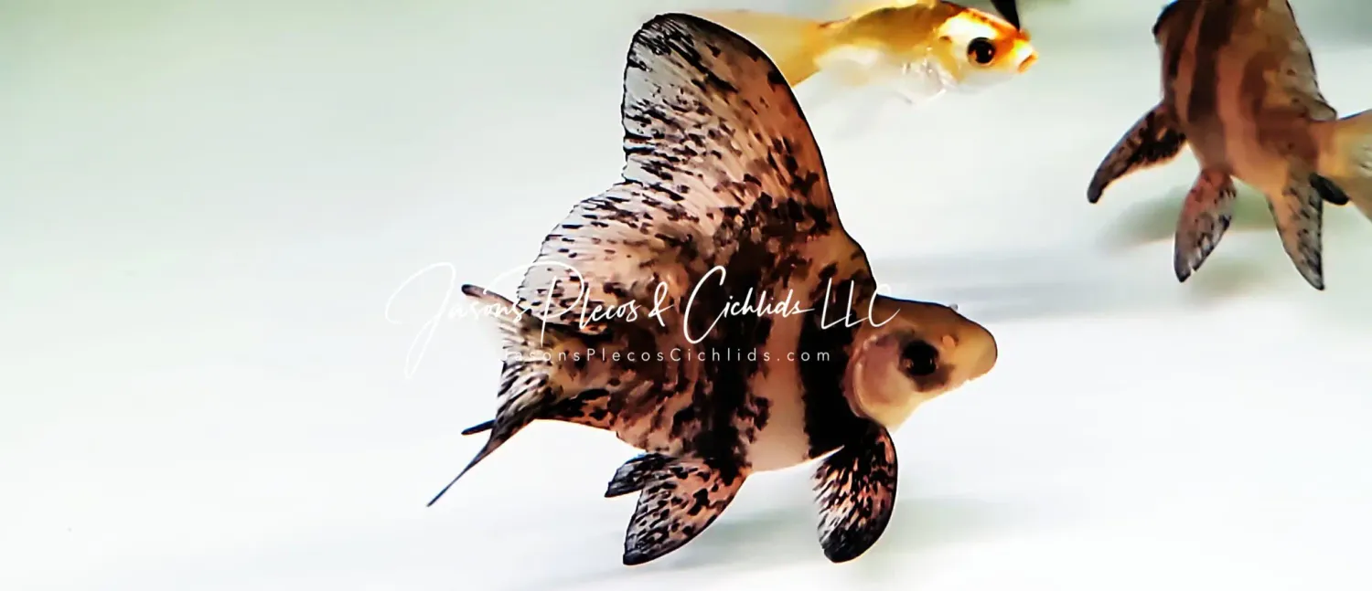 Chinese High Fin Banded Shark Shortbody - (Myxocyprinus asiaticus)