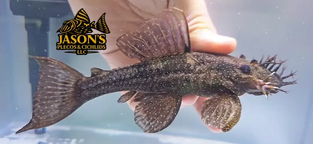 Peru Ancistrus - Unknown Species