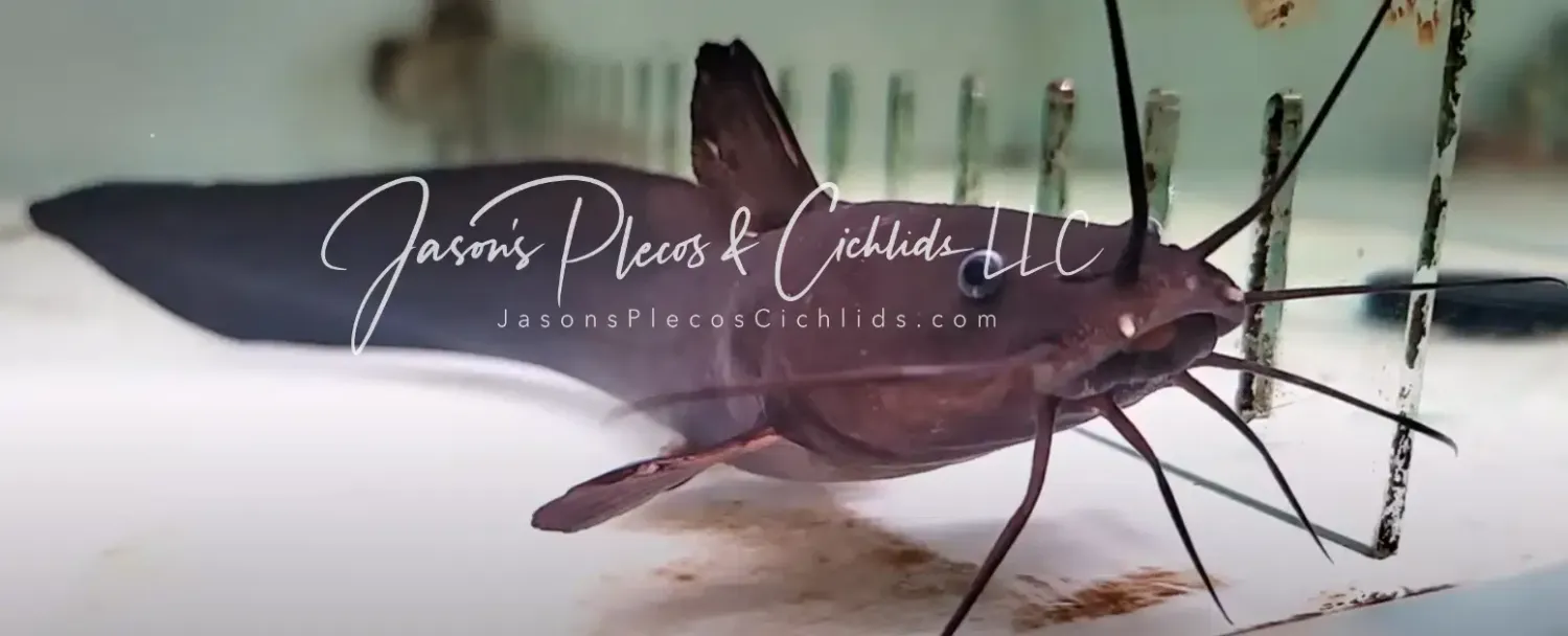 Papuan Eel-catfish - (Plotosus papuensis)