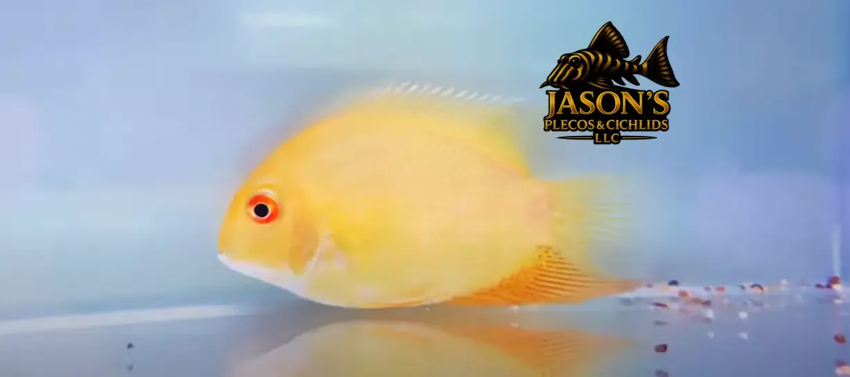 Red Spot Gold Severum - (Heros cf. efasciatus)
