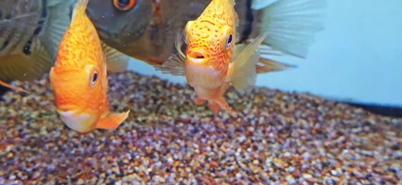 Red Spot Gold Severum - (Heros cf. efasciatus)