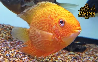 Red Spot Gold Severum - (Heros cf. efasciatus) Red Spot Gold Severum - (Heros cf. efasciatus)