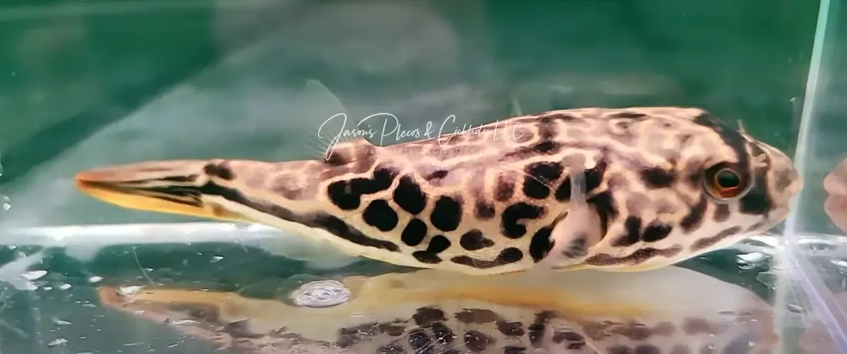 Mbu Puffer - (Tetraodon mbu)