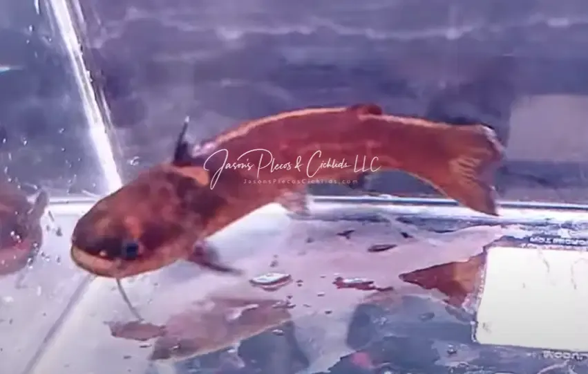 Dunn's Woodcat - (Tatia dunni)