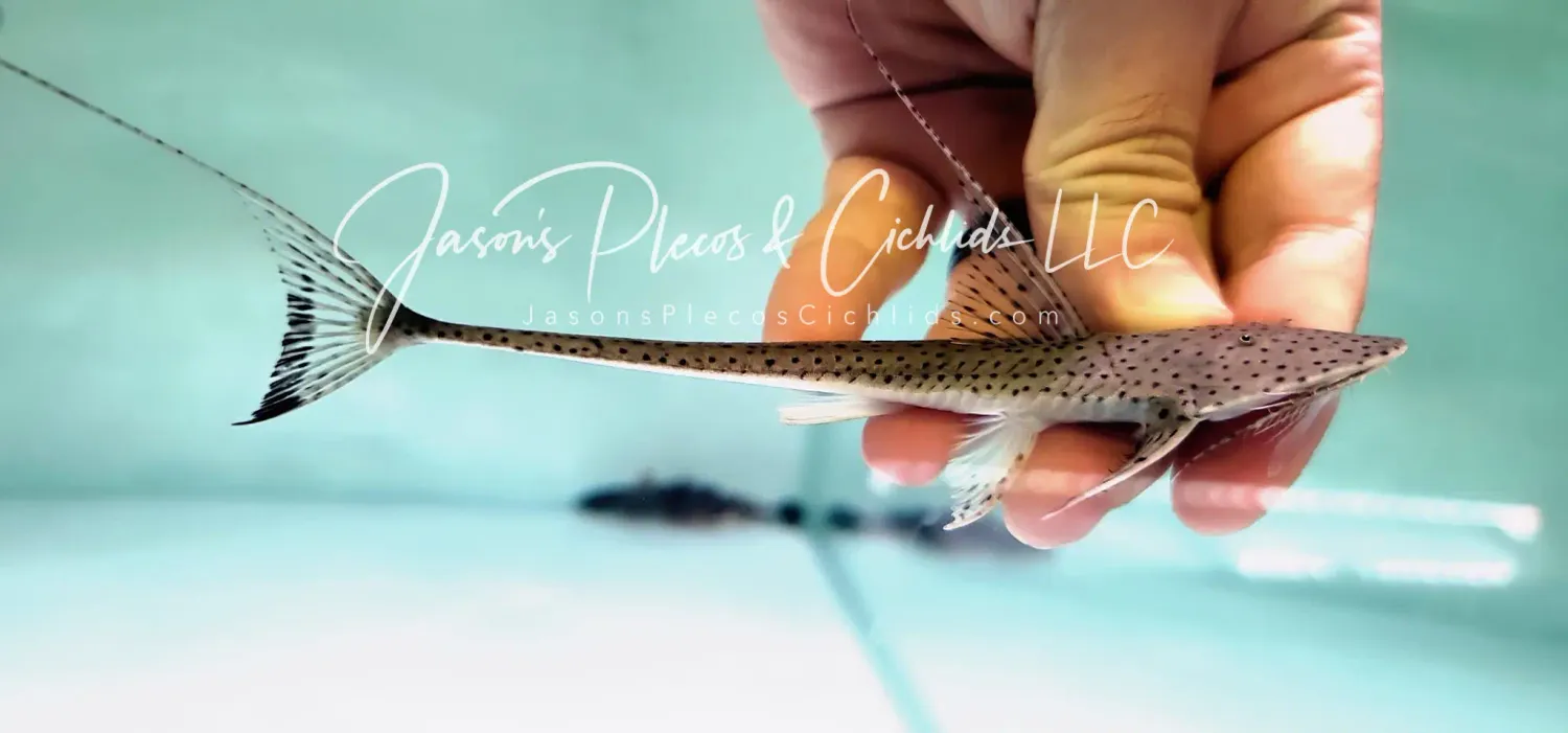 Spoon Face Whiptail - (Planiloricaria cryptodon)