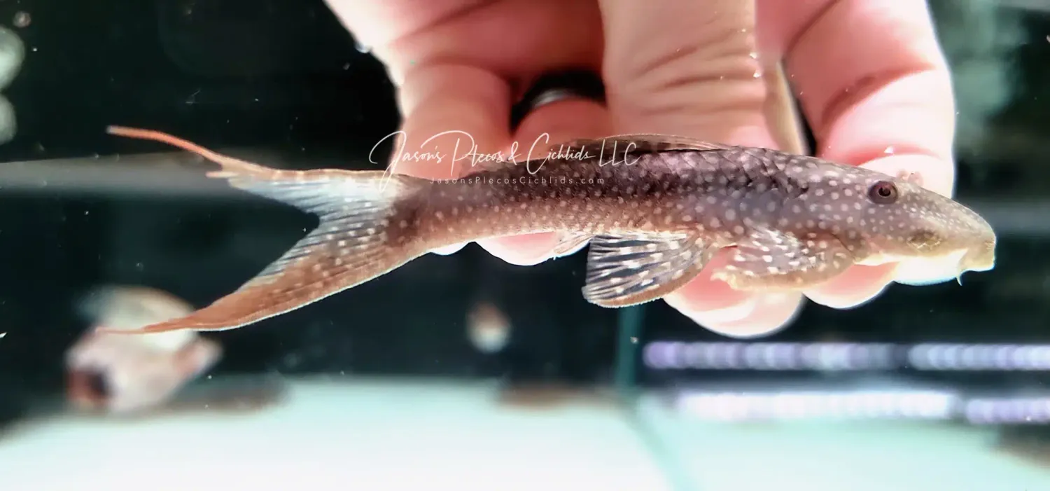 Lasiancistrus heteracanthus