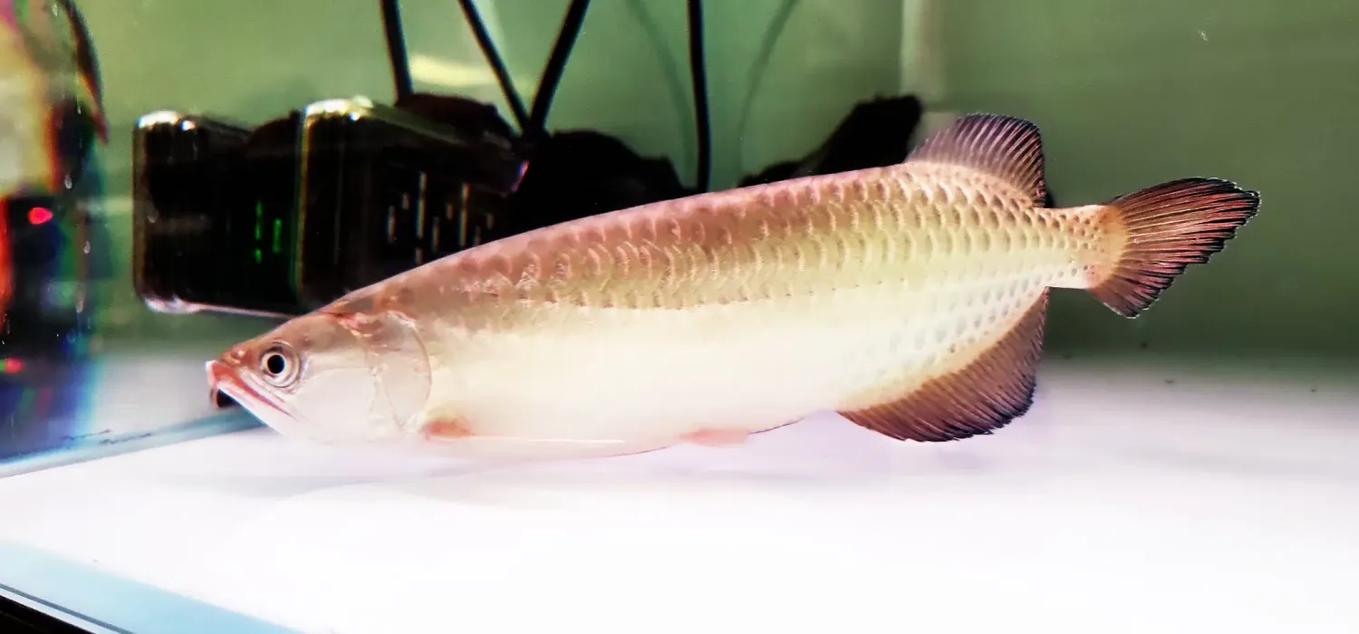 Jardini Arowana - (Scleropages jardinii)