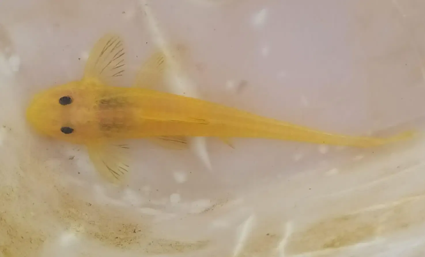 Chameleon Whiptail - (Pseudohemiodon aff. apithanos) Leucistic