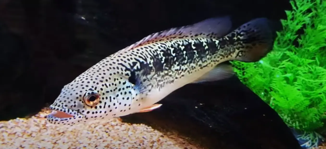 Lenticulata Pike Cichlid - (Lugabria lenticulata)