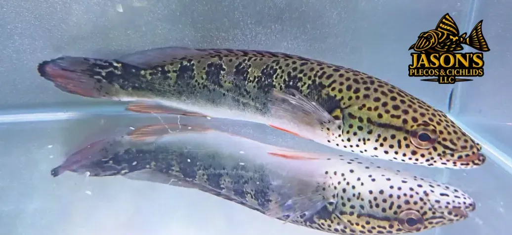 Lenticulata Pike Cichlid - (Lugabria lenticulata)