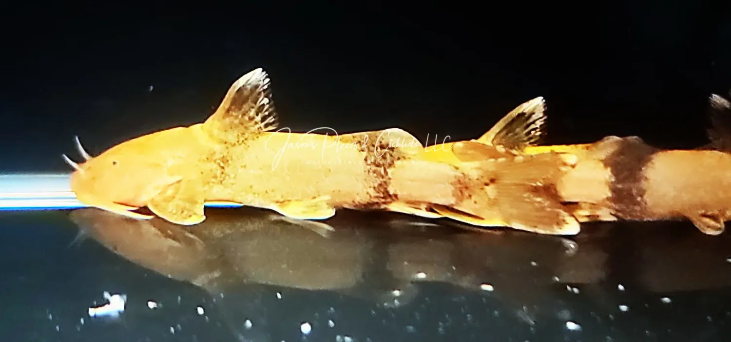 Glyptothorax Siniensis