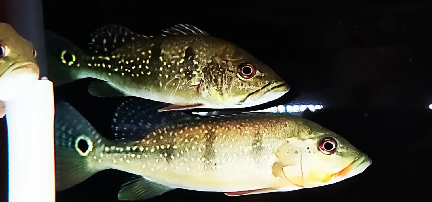 Fogo Peacock Bass - (Cichla Marinae)