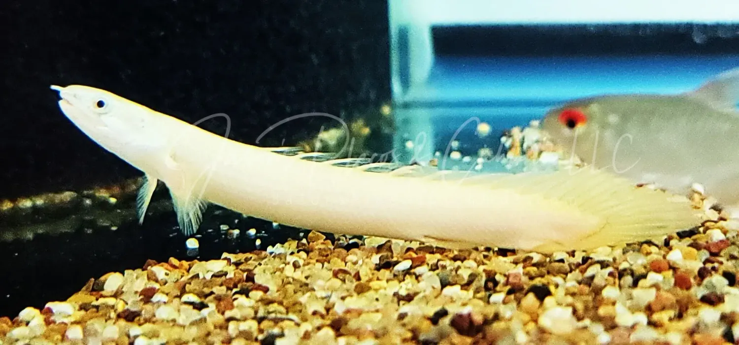 Platinum Senegal Bichir - (Polypterus senegalus)