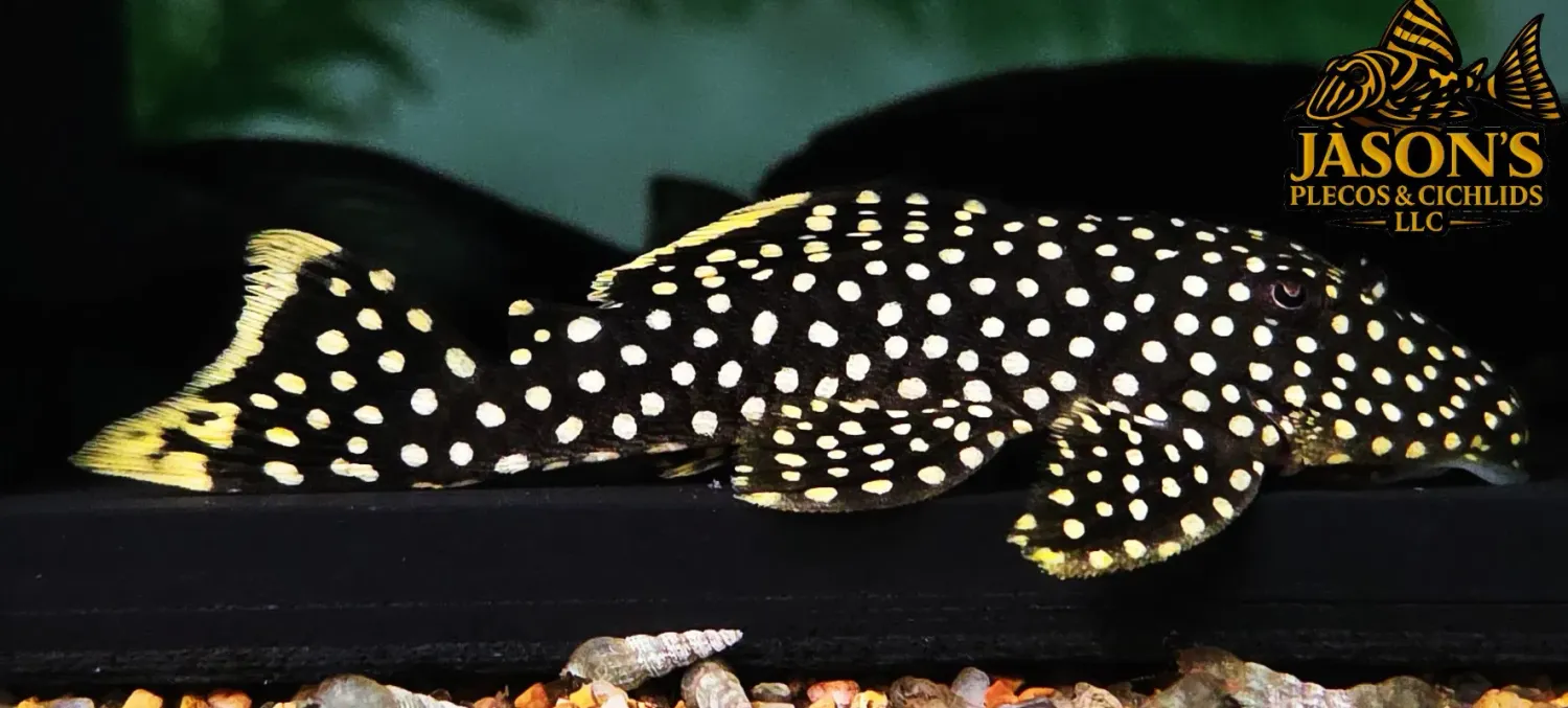 L018 Gold Nugget Pleco - (Baryancistrus xanthellus)