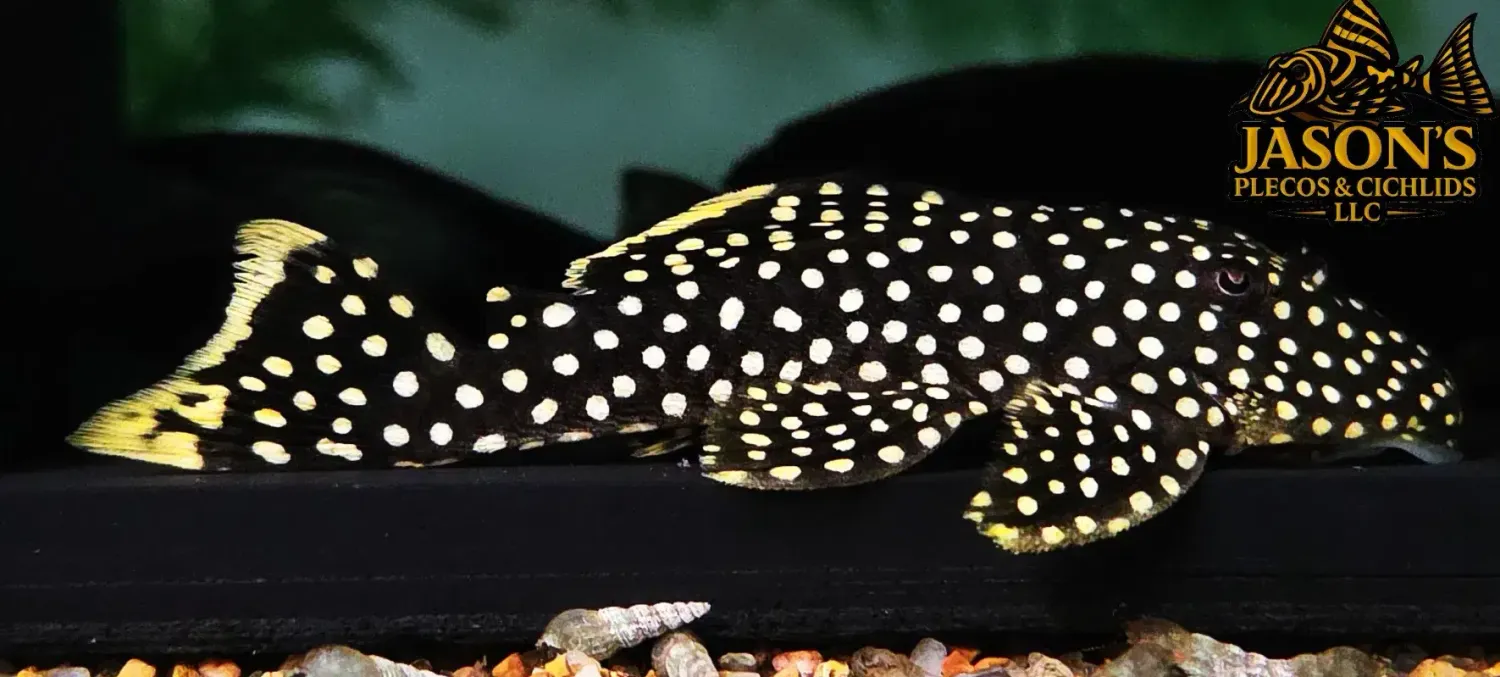 L018 Gold Nugget Pleco - (Baryancistrus xanthellus)