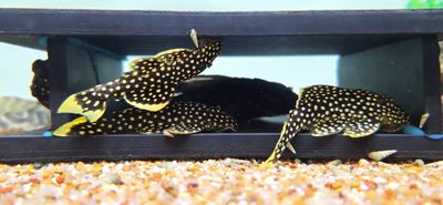 L018 Gold Nugget Pleco - (Baryancistrus xanthellus)