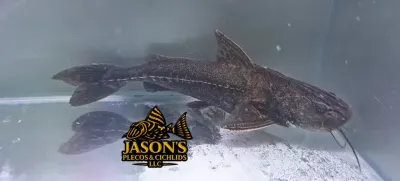 Granulated Catfish - (Pterodoras granulosus)