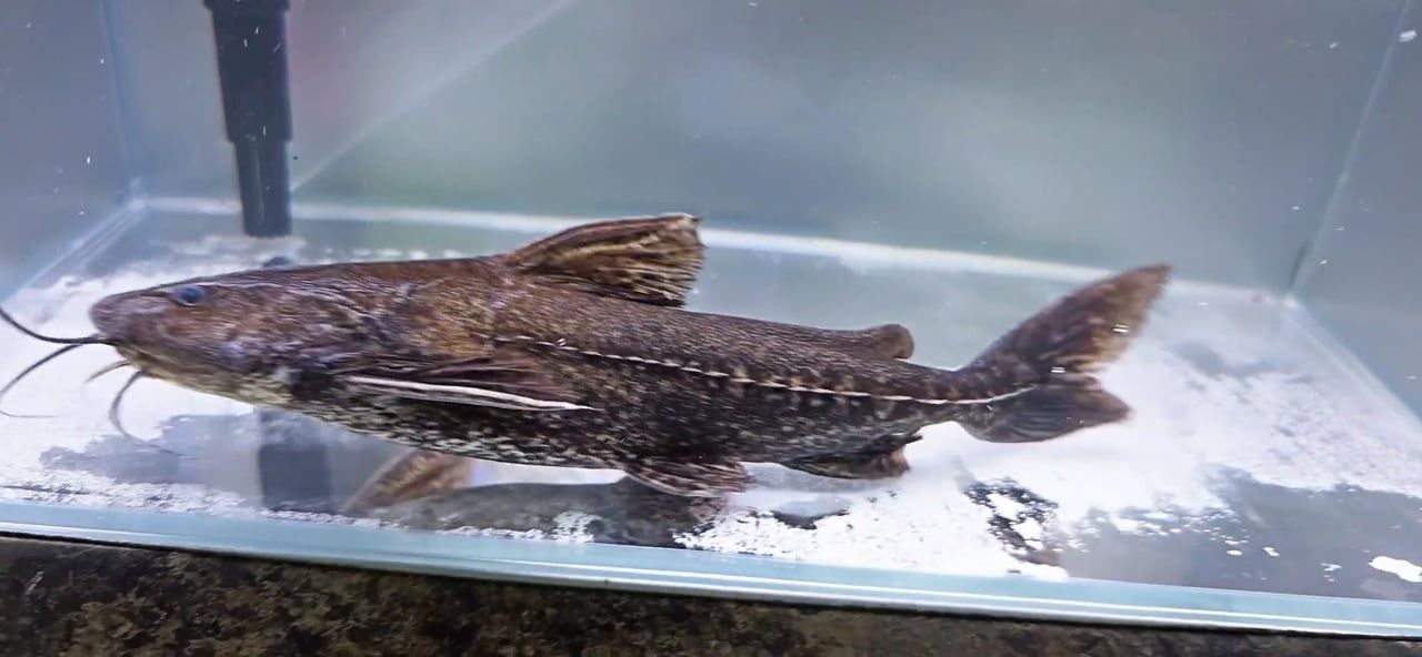 Granulated Catfish - (Pterodoras granulosus)