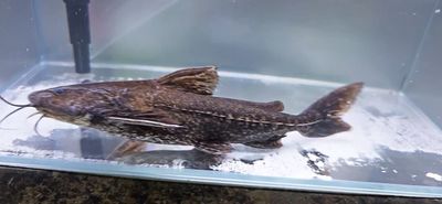 Granulated Catfish - (Pterodoras granulosus)