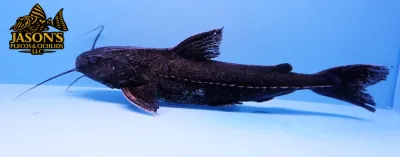 Granulated Catfish - (Pterodoras granulosus)