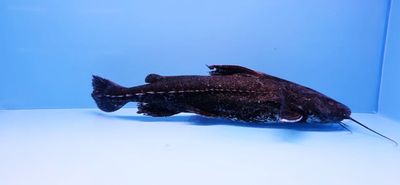 Granulated Catfish - (Pterodoras granulosus)