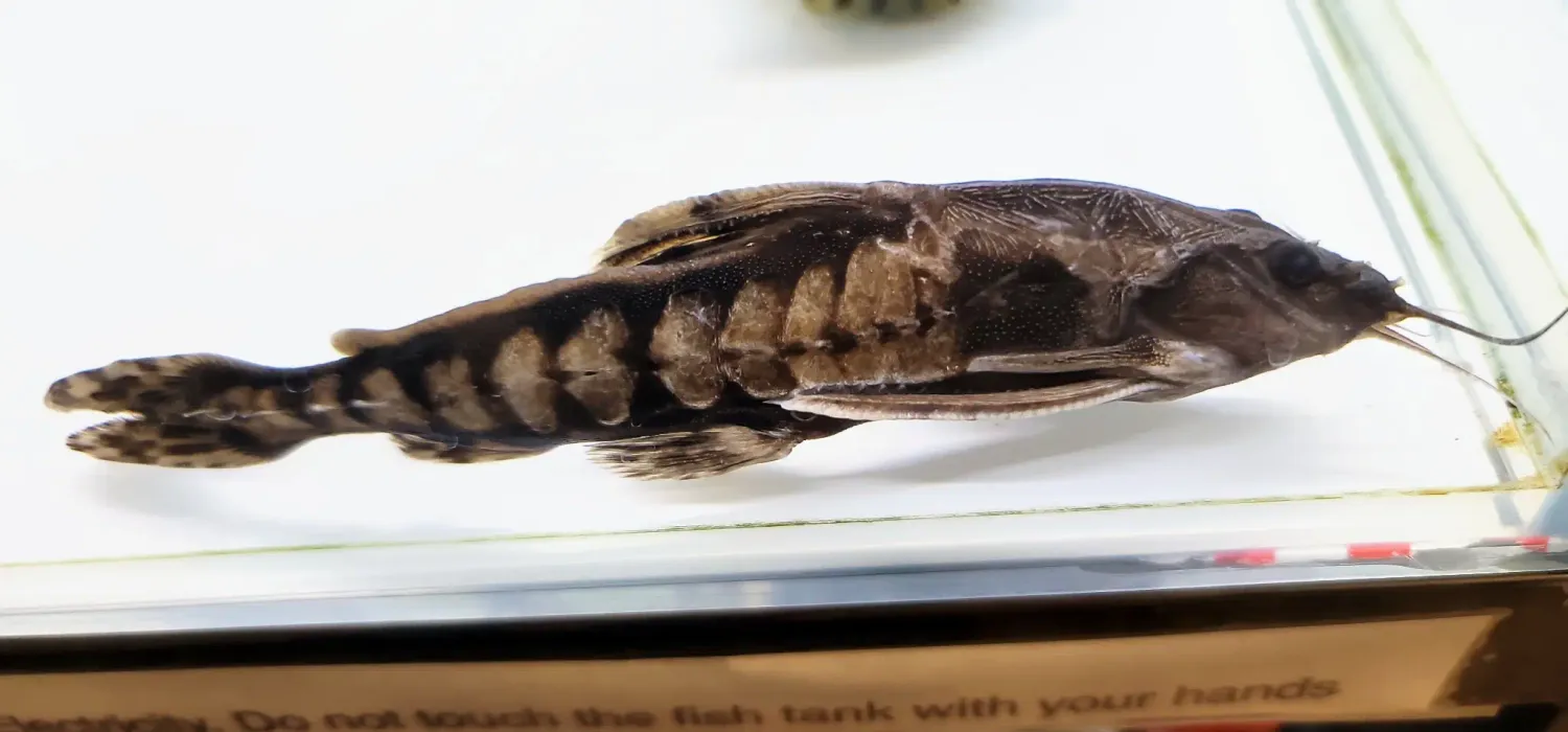 Giant Talking Catfish/Giant Raphael Catfish - (Megalodoras uranoscopus)