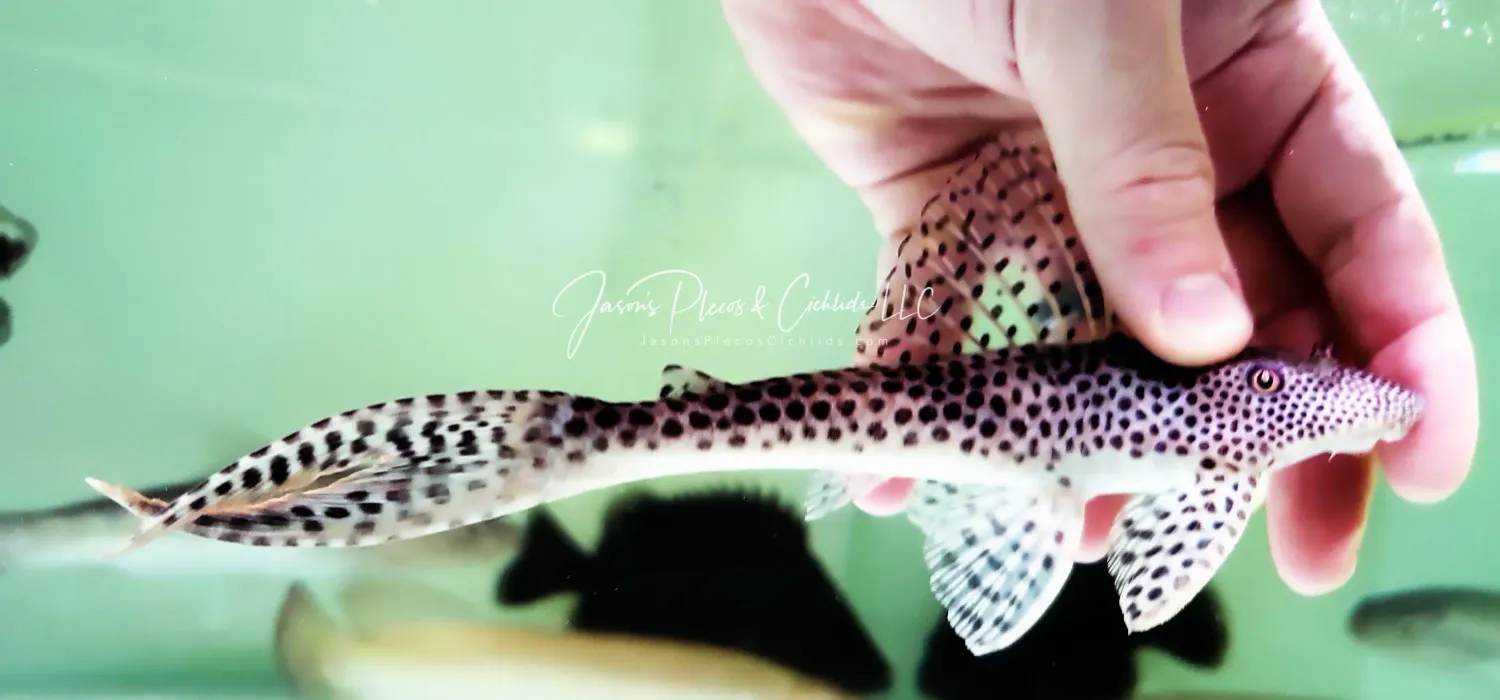 L035 Fin Thresher Pleco - (Aphanotorulus emarginatus)